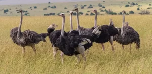 A family of Ostriches moving in the game reserve 