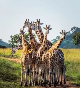 A family of Giraffes sunbathing in Pian Upe Wildlife Reserve