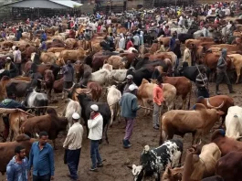An Abattoir filled with animals to be slaughtered