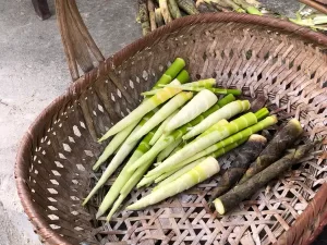 Fresh bamboo shoots