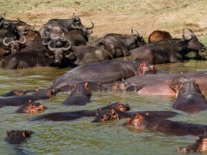 Rhinos and Hippos 