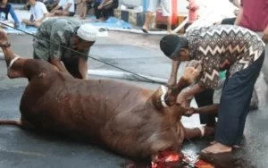 Muslims slaughtering an animal
