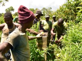 UPDF in DRC