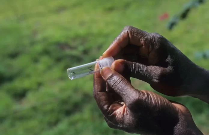 A sample of the parasites that transmit River Blindness