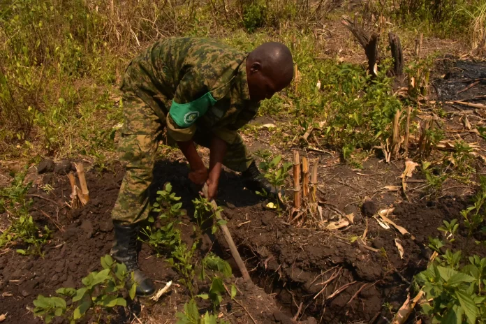 The UPDF Contingent Field Engineering Soldier digging a hole blasting trench for the bombs.
