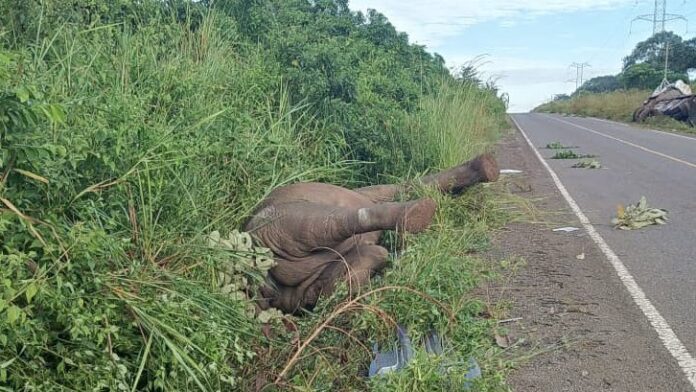 Murchison Falls National Park