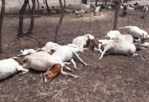 Mystery Disease Kills 1,000+ Goats in Isingiro,Veterinary Negligence Alleged
