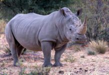 From Zero to 48: Uganda’s Remarkable Rhino Comeback
