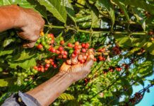 Uganda’s Farm Sector Records Strongest Performance in Decades- MAAIF