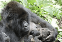 DRC: Bageni Gorilla Family Grows to 59 After Rare Twin Births in Virunga National Park