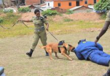 Police to Probe Alleged Illegal Charges for Canine Services
