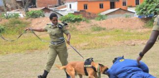 Police to Probe Alleged Illegal Charges for Canine Services