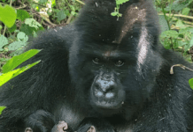 Virunga National Park Welcomes Second Miracle Set of Gorilla Twins This Year