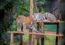 Animals Arrive in Mbale from Entebbe as Uganda Prepares to Open First Regional Zoo