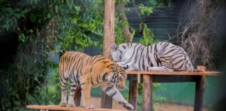 Animals Arrive in Mbale from Entebbe as Uganda Prepares to Open First Regional Zoo