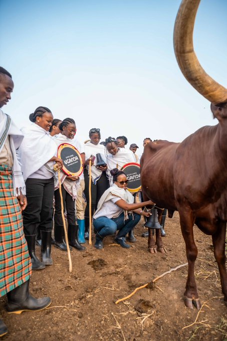 ankole 1