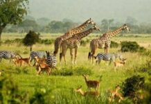 Discover Uganda’s Wild Beauty as Open Park Days 2026 Approaches