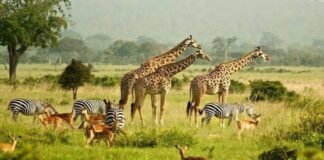 Discover Uganda’s Wild Beauty as Open Park Days 2026 Approaches