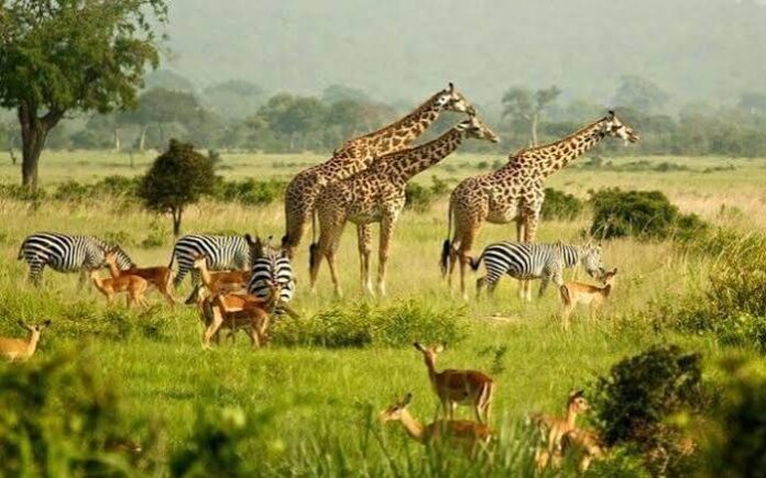 wild